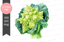 Fresh romanesco broccoli clipart png Product Image 1