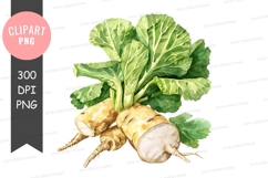 Fresh radish with green leaves clipart png Product Image 1