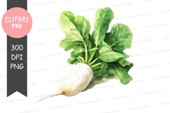 Fresh radish with leaves clipart png Product Image 1