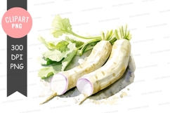 Fresh daikon radish clipart png Product Image 1
