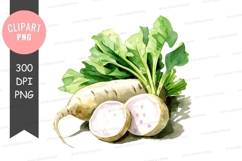 Fresh radish with leaves clipart png Product Image 1