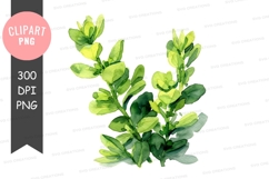 Green leaves clipart png Product Image 1