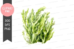 Seaweed clipart png Product Image 1