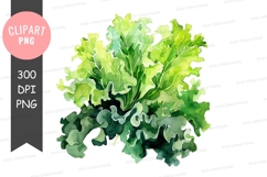 Fresh lettuce clipart png Product Image 1