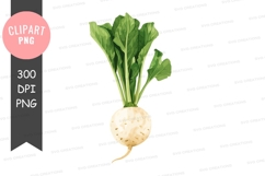 Fresh radish clipart png Product Image 1