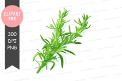 Fresh rosemary clipart png Product Image 1