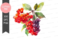 Vibrant berries clipart png Product Image 1