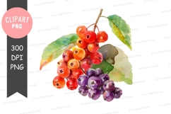 Watercolor berries clipart png Product Image 1