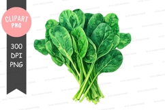 Fresh spinach leaves clipart png Product Image 1