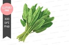 Fresh spinach leaves clipart png Product Image 1