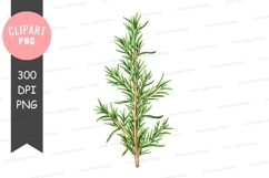 Clipart png of a pine tree branch Product Image 1