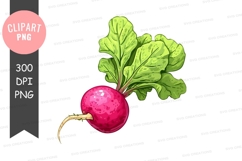Fresh radish with leaves clipart png Product Image 1