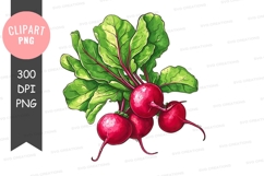 Fresh beetroot with leaves clipart png Product Image 1