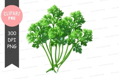 Fresh parsley clipart png Product Image 1