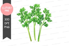 Fresh parsley clipart png Product Image 1