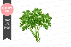 Fresh parsley clipart png Product Image 1