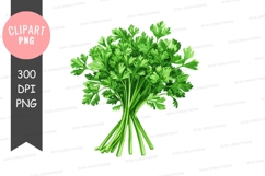 Fresh parsley clipart png Product Image 1