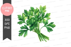 Fresh parsley clipart png Product Image 1