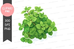 Fresh oregano plant clipart png Product Image 1