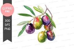Watercolor olives clipart png Product Image 1