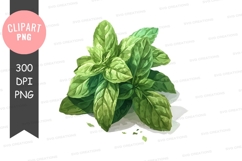 Fresh basil leaves clipart png Product Image 1