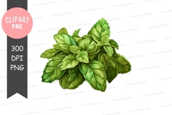 Fresh basil leaves clipart png Product Image 1