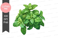 Fresh basil leaves clipart png Product Image 1