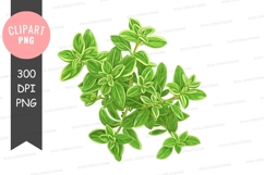 Fresh green herb clipart png Product Image 1