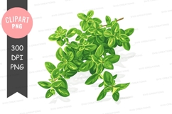Fresh basil leaves clipart png Product Image 1