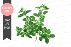 Fresh oregano leaves clipart png Product Image 1