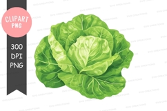 Fresh green cabbage clipart png Product Image 1