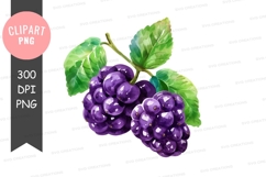 Clipart of purple grapes with leaves Product Image 1