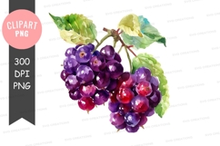 Clipart png of grapes Product Image 1