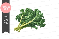 Fresh kale clipart png Product Image 1