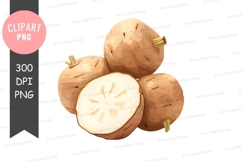 Clipart of jicama Product Image 1