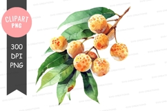 Litchi fruits on a branch clipart png Product Image 1
