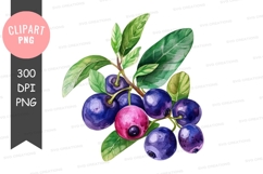 Watercolor illustration of blueberries Product Image 1