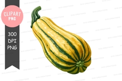 Yellow and green squash clipart png Product Image 1