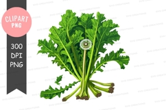 Fresh green leafy vegetable clipart png Product Image 1