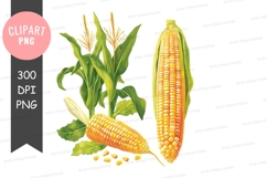 Corn plant and ear clip art Product Image 1