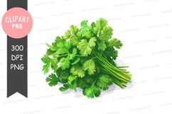 Fresh coriander leaves clipart png Product Image 1