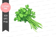 Fresh coriander leaves clipart png Product Image 1