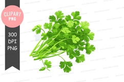 Fresh coriander leaves clipart png Product Image 1