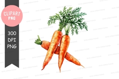 Freshly harvested carrots clipart png Product Image 1