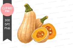 Butternut squash clipart png Product Image 1