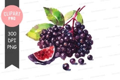 Clipart png of elderberries Product Image 1
