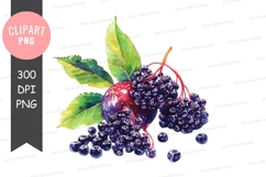 Clipart png of elderberries Product Image 1