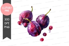 Watercolor plums clipart png Product Image 1