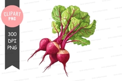 Clipart of fresh beets Product Image 1