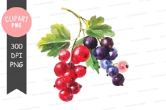 Vibrant berries clipart png Product Image 1